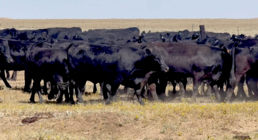 109 Head of March 1-31 calving BRED HEIFERS! -BH828C5